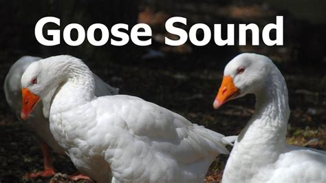 Goose Sound - 1 Hour (Bird-Calling, Ambient, White-noise, Study, 