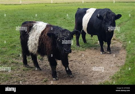 Gegürtete Galloways Stockfotos und -bilder Kaufen - Alamy