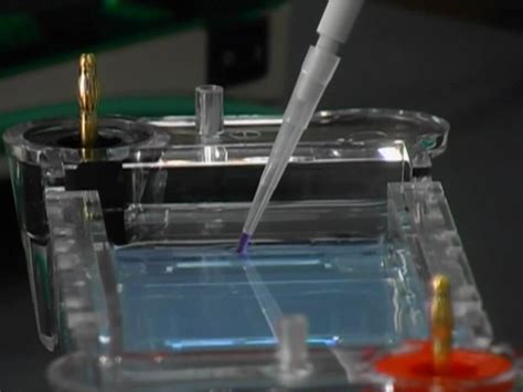 Gel Electrophoresis - YouTube