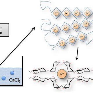 Gelation process of alginate