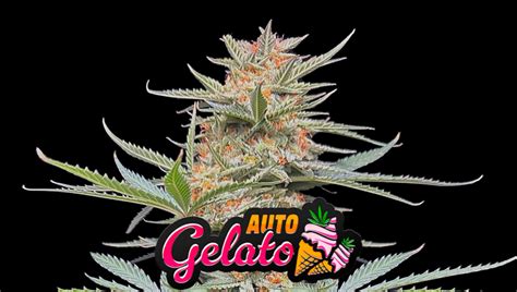 Gelato Auto Cannabis Strain Week-by-Week Guide - Fast Buds