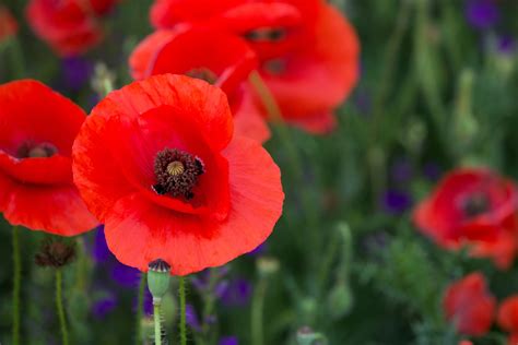 Gelincik Halı ve Koltuk Yıkama