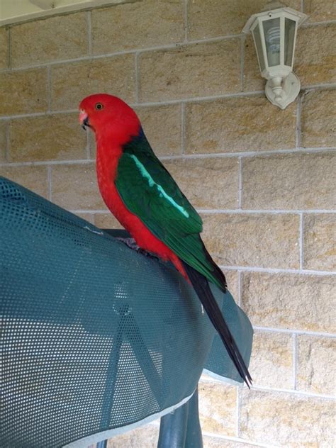 Gembrook Wildlife Shelter, organized by Rita Feldmann