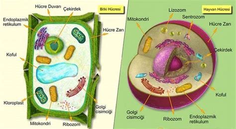 Genç ve yaşlı hücreler arasındaki farklar
