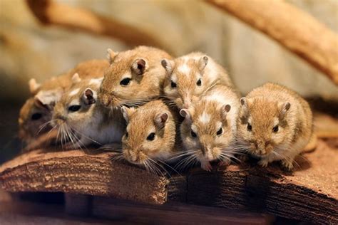 Gender About Gerbils Gerbils Guide Omlet US