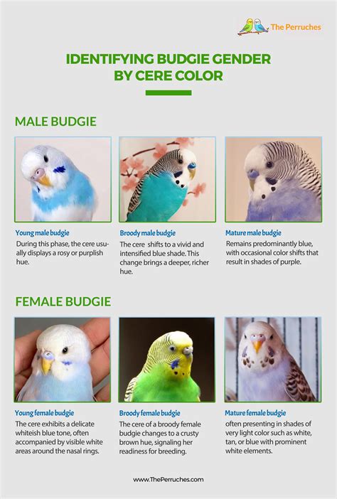 Gender Parakeet Guide Manual