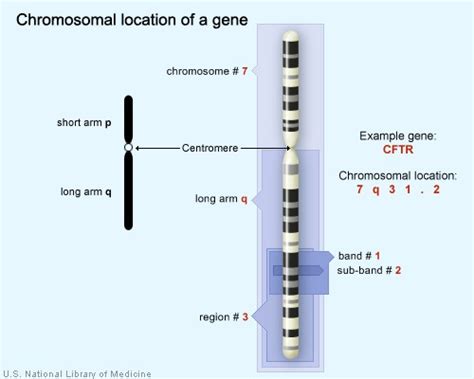 Gene Address on Chromosome