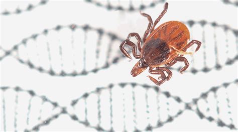 Gene editing now possible in ticks -- ScienceDaily