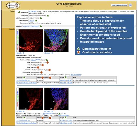 Gene expression database example.  Enter search terms to locate experiments of interes...