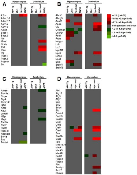 Gene expression profiles in the cerebellum and hippocampus