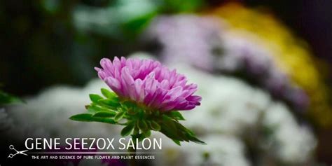 Gene Juarez Salons & Spas, a salon and spa group in the Pa