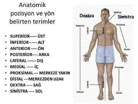 Genel anatomik terimler