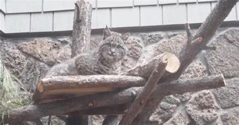 474px x 316px - General Assembly pushes through bobcat hunting bill despite conservationist  concerns