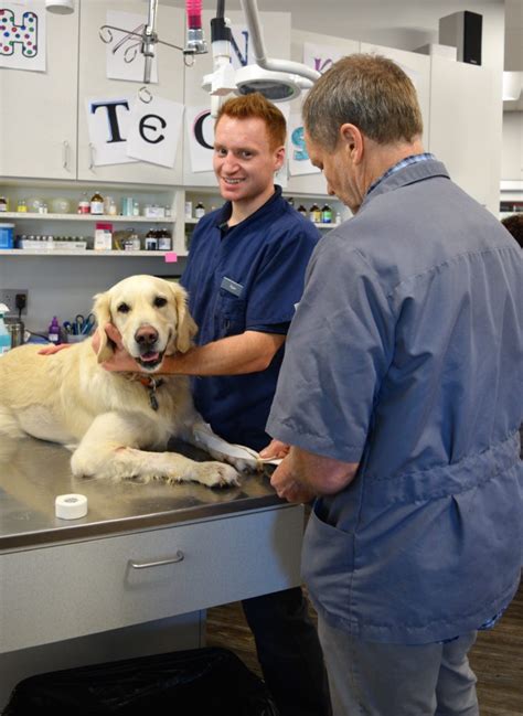 General vet clinic. The chemical solution in a canine euthanasia consists of mostly pentobarbital, a quick-acting barbituate, but phenytoin is sometimes added to the mixture, according to About.com. T... 