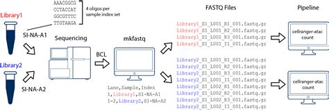 Generating FASTQs with cellranger-atac mkfastq - 10x Genomics