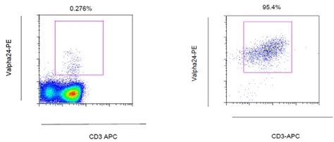 Generation of Human iNKT Cell Lines - Bio-protocol