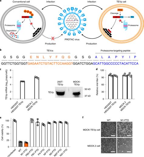 Generation of a live attenuated influenza A vaccine by ... - Nature