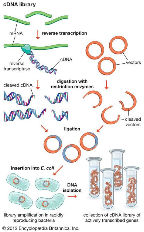 Generation of cDNA Libraries for Profiling Gene Expression of …