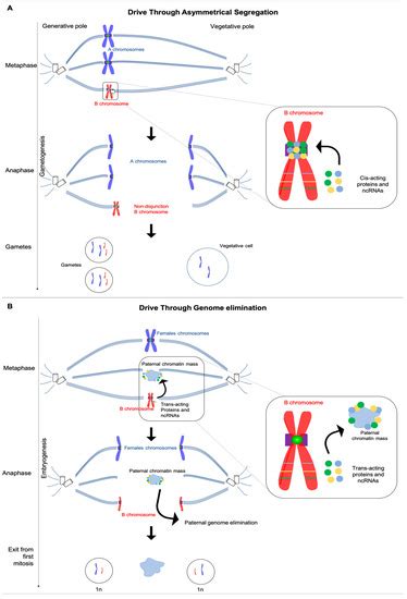 Genes Free Full-Text Sequence Expression of Supernumerary …