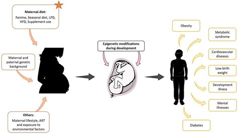 Genes Free FullText in the Uterine Environment How