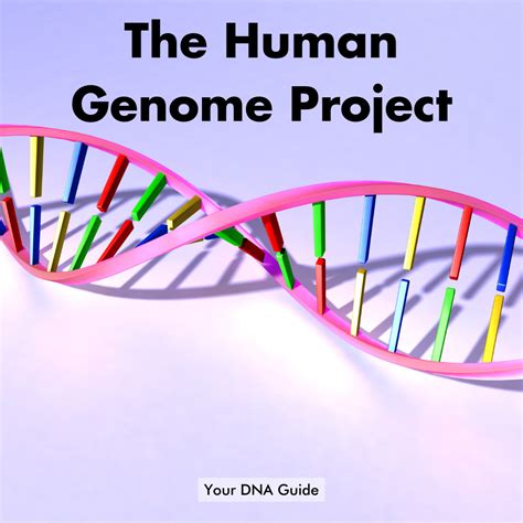 Genes Function makeup Human Genome Project and research