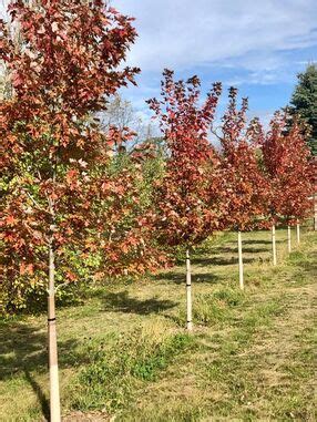 Genesee Nursery & Landscaping Waukesha, WI