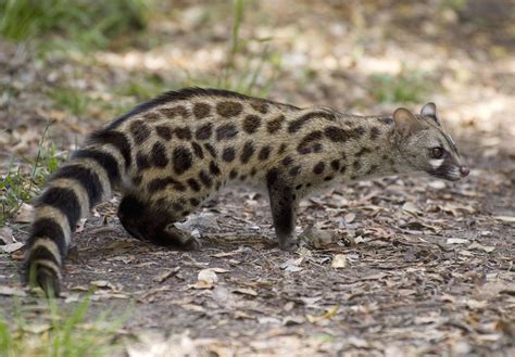 Genet