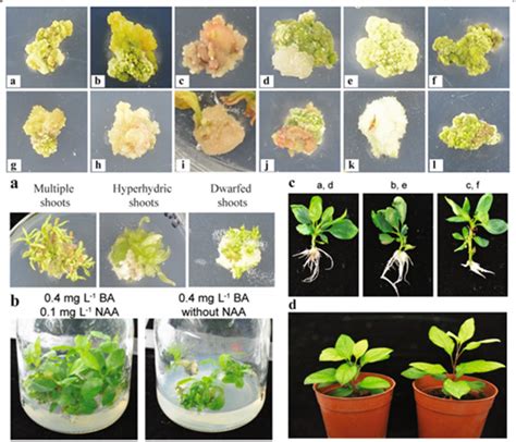 Genetic Diversity of Volatile Components in Xinjiang Wild Apple …