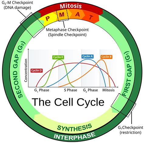 Genetic Expression in the Cell Cycle