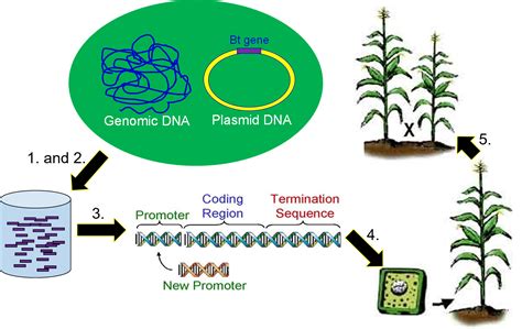 Genetic In Engineering Examples Agriculture