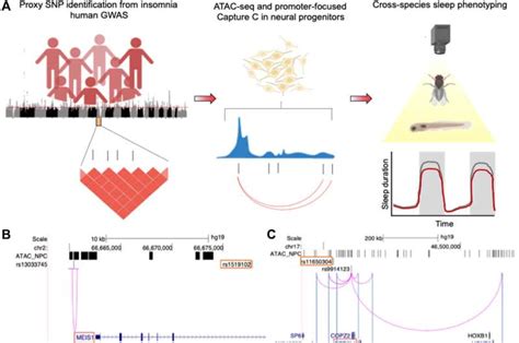 Genetic Variants with Insomnia & Migraine Comorbidity NSS