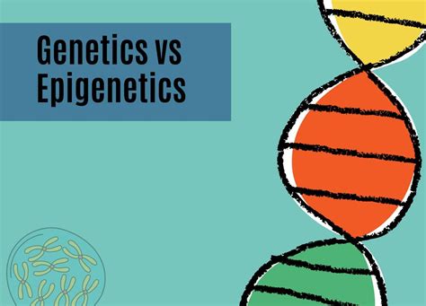 Genetic and epigenetic dynamics affecting anthocyanin …