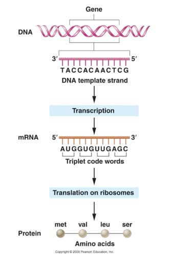 Genetic code assignment quizlet.  Questions for Chapter 13.  Study with...