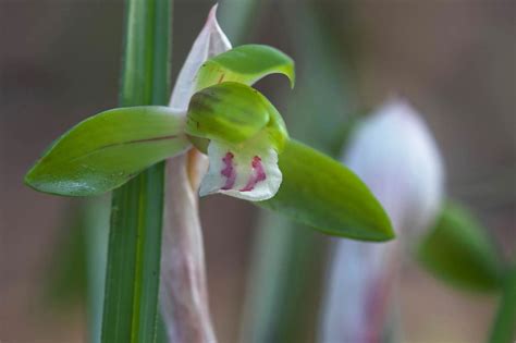 Genetic diversity of wild Cymbidium goeringii (Orchidaceae) …