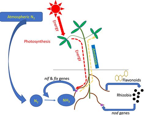 Genetic regulation of biological nitrogen fixation Nature …