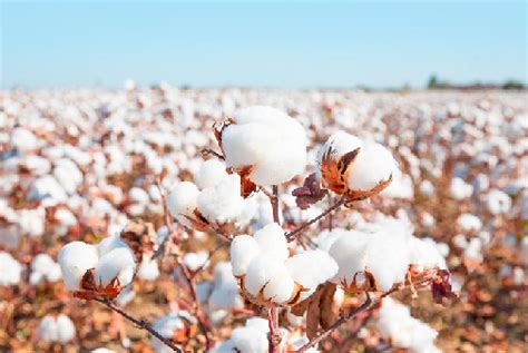 Genetically Modified crops Bt Cotton: A Story of Conflicting ...