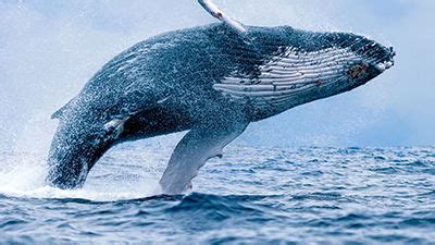 Genetics Proves Absurdity of Whale Evolution - Answers in …