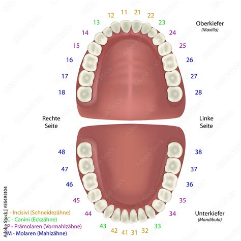 Genetik der zahn , mund  und kieferregion. - Citroen berlingo manual de taller v2.