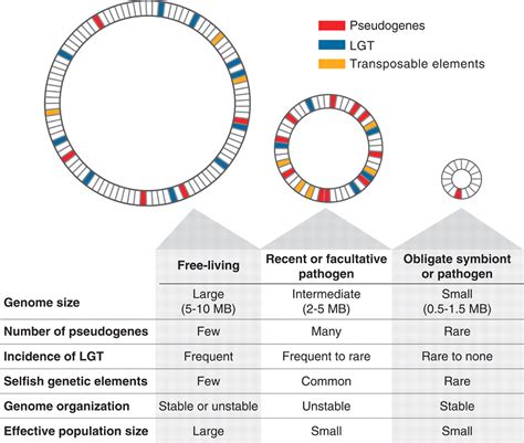 Anders Jensenet suggests that species belonging to the mitis group of the genus streptococci are best described by cluster analysis based on whole-genome core sequences. So we used whole genome sequences to elucidate the phylogenetic relationship of the related species of the mitis group of the genus streptococci. Herein, …. 