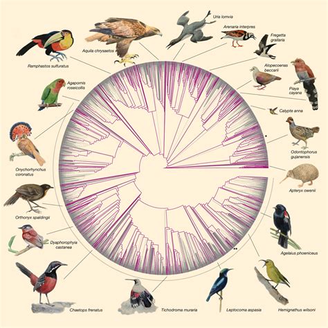 Genomisk utveckling av fåglar - Genomic evolution of birds