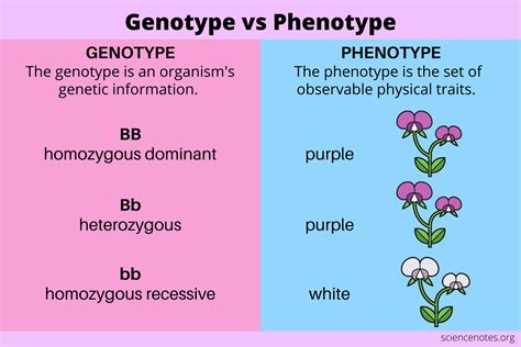 Genotype vs phenotype. The observable traits expressed by an organism are referred to as its phenotype. An organism’s underlying genetic makeup, consisting of both the physically visible and the … 