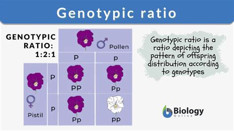 Genotypic ratio. Things To Know About Genotypic ratio. 