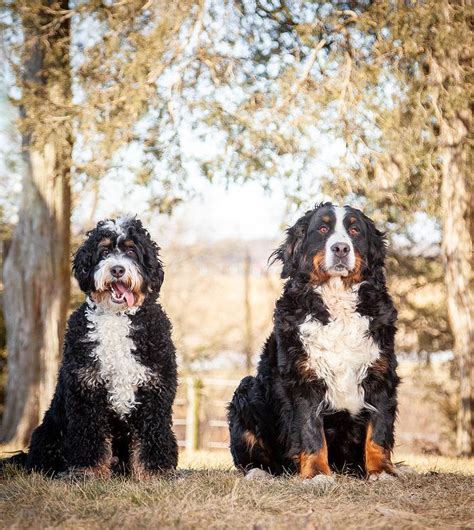 Available for adoption now at Gentle Giant Bernedoodles! top of page. Tag, Like, & Follow Us! @GentleGiantBernedoodles #GentleGiantBernedoodles. Call us now: 260-580-7358. GentleGiantBernedoodles.com Standard & Mini Bernedoodle Puppies for sale.. 
