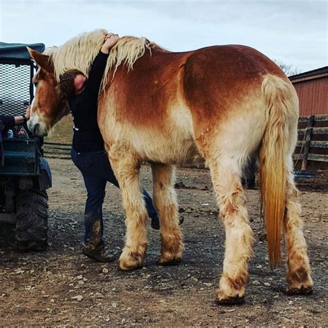 Gentle giants draft horse rescue. The Gentle Giants Draft Horse Rescue (GGDHR) in Mount Airy, Maryland, has been working for nearly two decades to change that ugly procession. The rescue … 