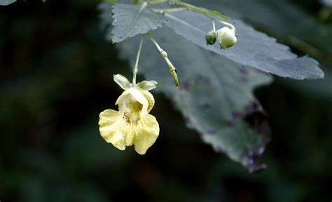 Gentleflower Onlyfans Leaked [PPV] 🍆 52 Videos