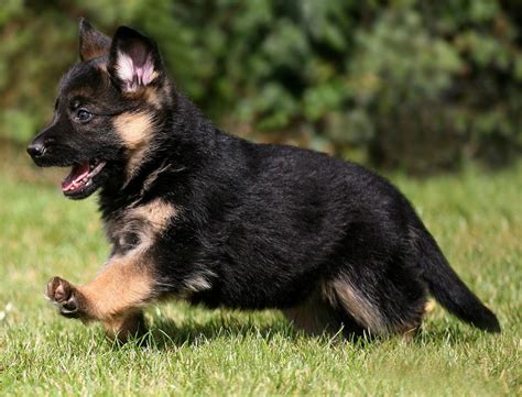 Genuine German Shepherd Puppy