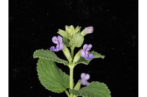 Genus - Nepeta