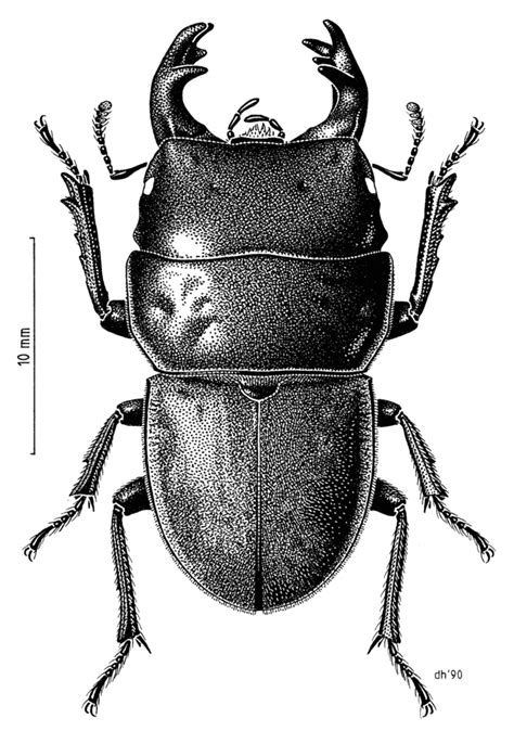 Geodorcus ithaginis - Wikipedia