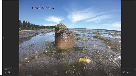Geoduck porn. Things To Know About Geoduck porn. 