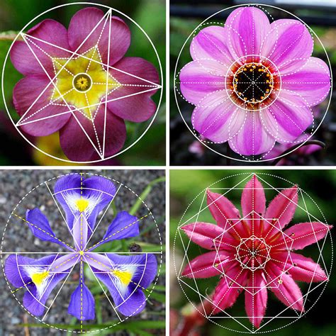 Geometric Patterns In Nature